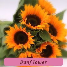 6044 sunflower pop thumb200