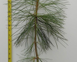 Ponderosa Pine -28-36 inch 3 year old trees- Pacific sub species- For La... - £23.69 GBP+