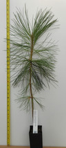 Ponderosa Pine -28-36 inch 3 year old trees- Pacific sub species- For Landscape - £23.69 GBP+