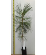 Ponderosa Pine -28-36 inch 3 year old trees- Pacific sub species- For La... - £23.26 GBP+