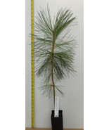 Ponderosa Pine-  20 - 27&quot; 3 year old trees- Pacific sub species- For Lan... - $48.67 CAD+