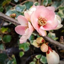 15 Apple Blossum Japanese Quince Seeds Chaenomeles Speciosa Apple Blosso... - £9.01 GBP