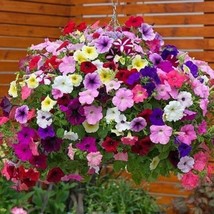 400 Seeds Hanging Petunia Mixed Flower Seeds - £8.04 GBP