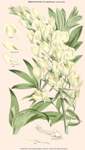 Cream Wild Indigo 10 Seeds for Planting | Baptisia leucophaea | Prairie Flower - £13.57 GBP