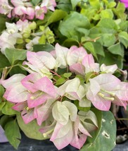 starter/plug plant Well Rooted YANI&#39;S DELIGHT Bougainvillea - £28.30 GBP