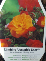 CLIMBING JOSEPH&#39;S COAT 5 gal Yellow Red Live Rose Bush Plants Shrub Plan... - £92.66 GBP