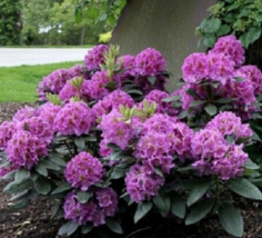 1 Pc Quart Pot Purple Rhododendron Flowers, Rhododendron Live Plant | RK - £58.61 GBP