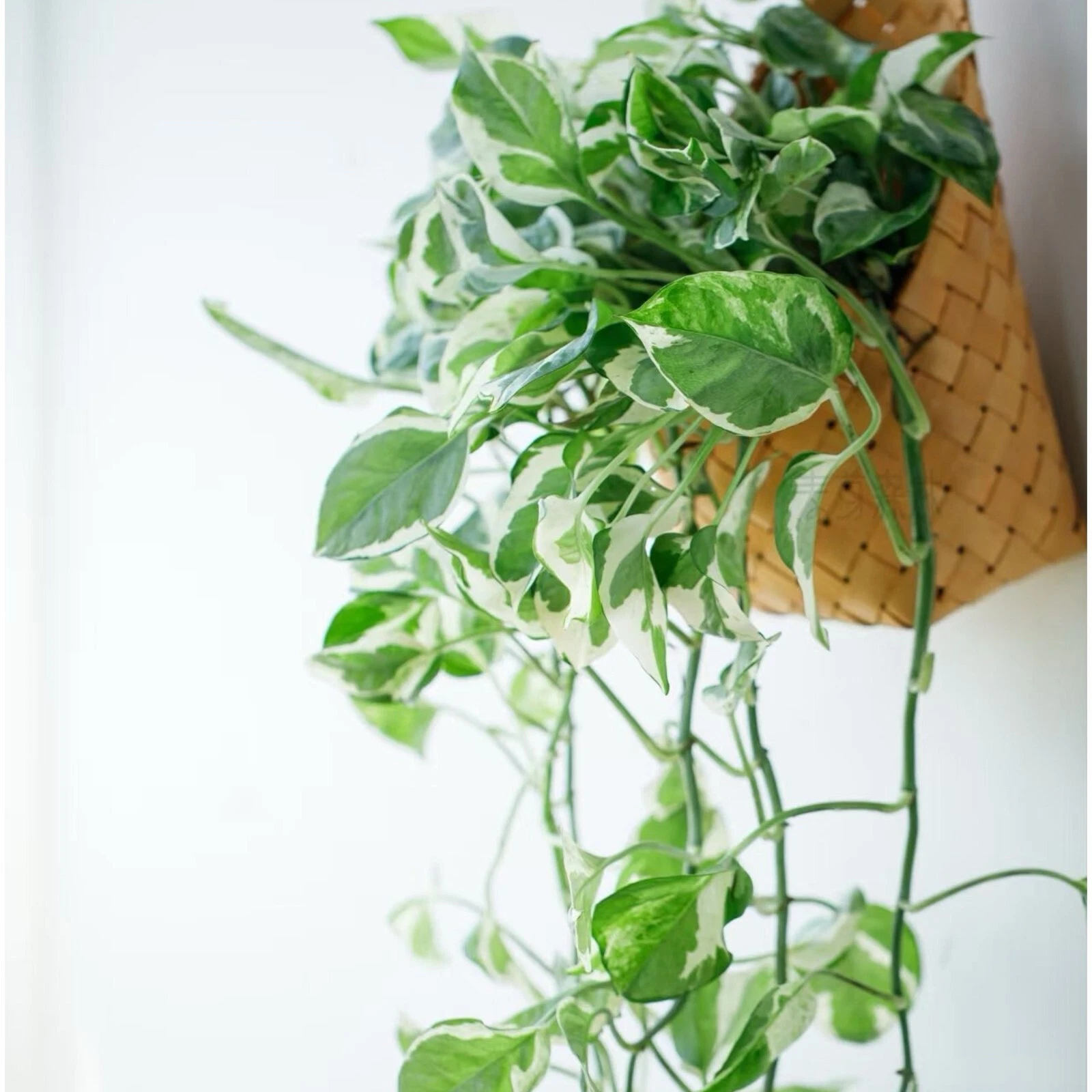 Pothos Pearls and Jade  3 Cuttings  4-5 Devils Ivy Indoor House Plant. - $22.34