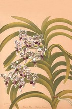 Vanda Suavis by Henry George Moon - Art Print - £17.25 GBP+