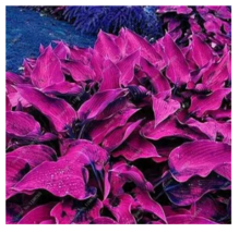 SEEDS 100 Pcs Hosta Bonsai Jardin Perennials Lily Flower Pot DARK PURLE - £6.26 GBP