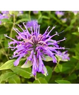 500 Seeds Wild Bergamot, Outdoor &amp; Indoor Plant, Flower Seeds - $14.99
