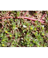 VP Organic Golden Purslane Portulaca Sativa Vegetable Herb Yellow Flower... - £3.76 GBP