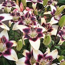 5 Nepal Lily Green Maroon Lilium Nepalense Fragrant Flower Seeds New Fresh Seeds - £12.16 GBP