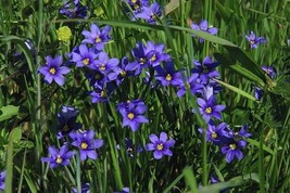 250 Seeds Blue Eyed Grass Seeds Sisyrinchium Bellumgarden Beautiful USA Seller - £17.92 GBP