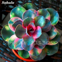 200 Seeds Echeveria Green Red Succulent Plants Gardening USA SELLER - £4.77 GBP