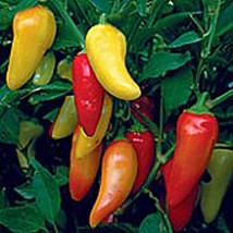 USA Seller Rio Grande Hot Peppers Seeds Fast Shipping - £9.87 GBP