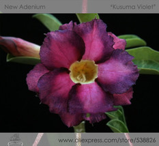 2 Seeds Rosy Adenium Obesum Kusuma Violet Desert Rose Flowers Beautiful - $3.82