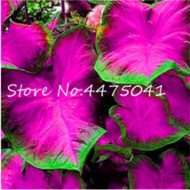 150 Pcs Multiple Colour Thailand Caladium Of Perennial Rainbow Flower Po... - $277.50 MXN