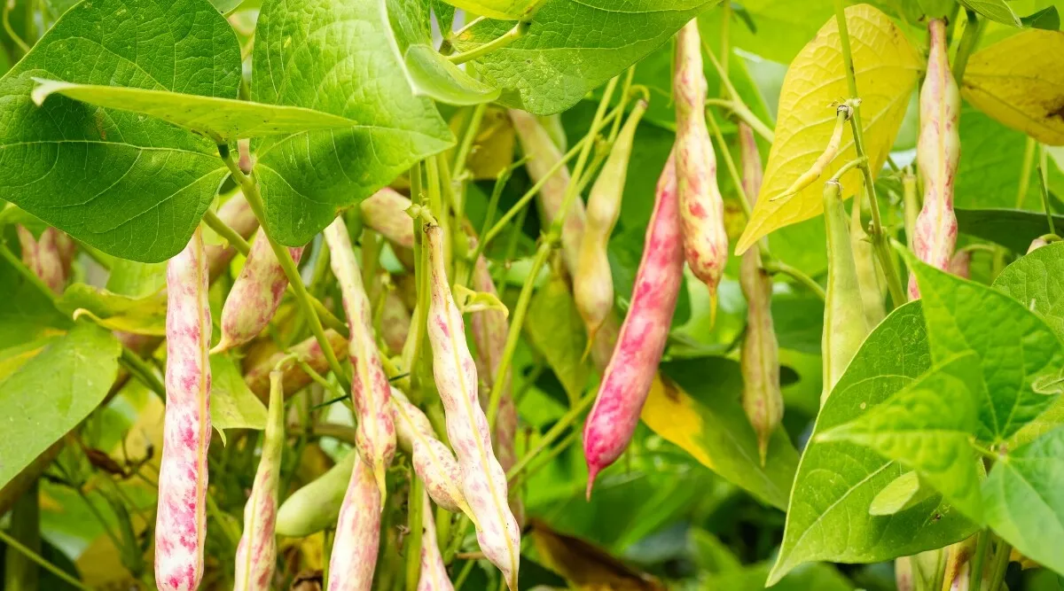 12 Fresh Seeds Pinto Bean - £8.45 GBP