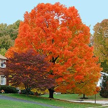 Top USA Seller Mountain Maple Tree (Acer Spicatum) Seeds - £14.07 GBP