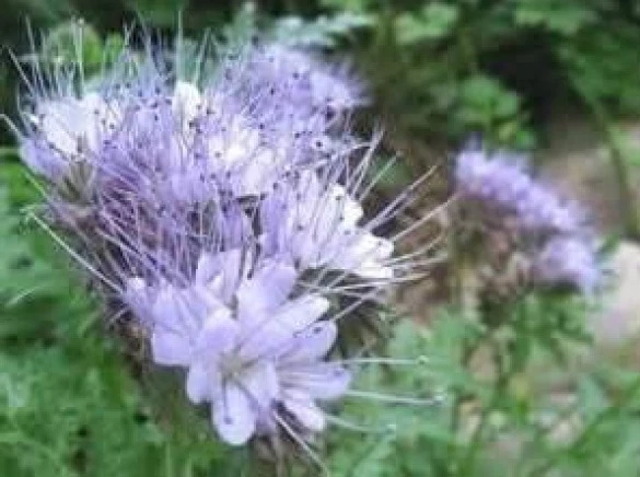 LACY PHACELIA 100 FRESH SEEDS  PHACELIA TANACETIFOLIA - $6.31