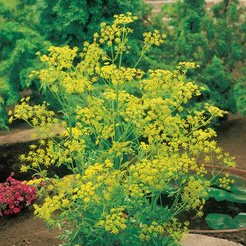 Bouquet Dill Seeds  Heirloom - Non-GMO 500 Seeds  - £8.00 GBP