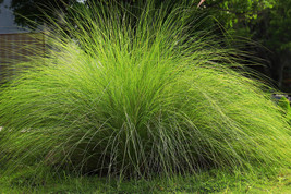 200 seeds Weeping Love Grass Ornamental African Lovegrass Eragrostis Curvala - £6.75 GBP
