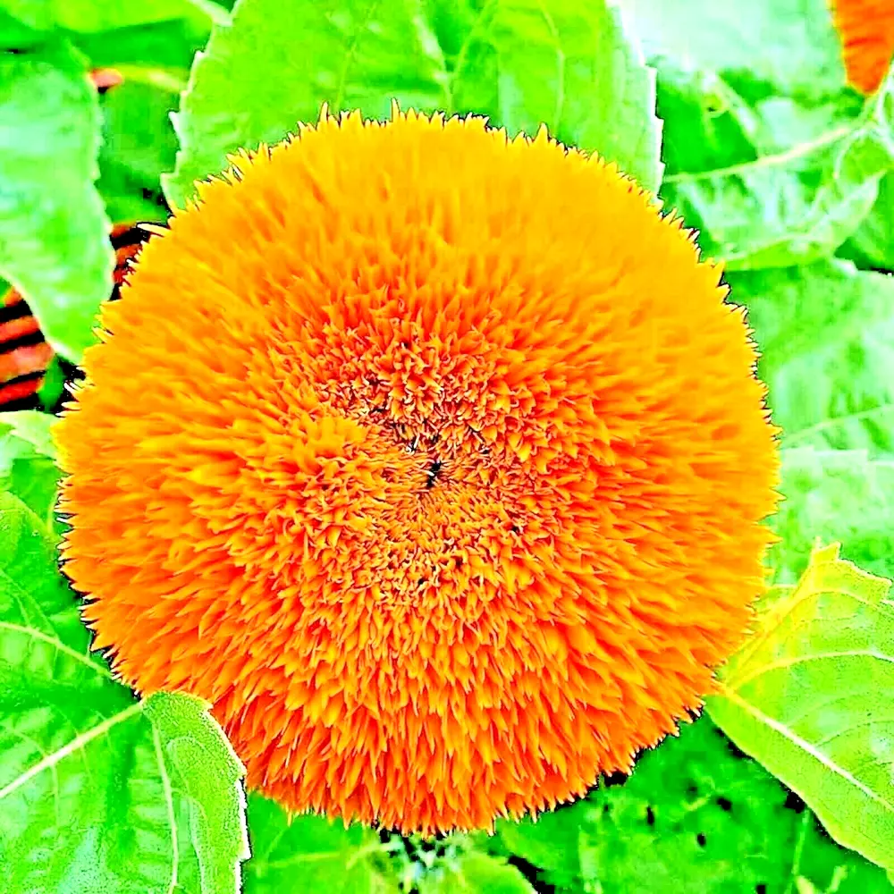 50+ Dwarf Teddy Bear Sunflower Seeds Spring Mix Heirloom Non-Gmo Flower ... - $4.62