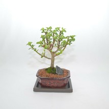 Indoor Bonsai,Mini Jade ( Money Plant ),5 Years Old, It Will Bloom, Broom Style. - £39.95 GBP