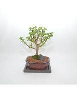 INDOOR BONSAI,MINI JADE ( money plant ),5 YEARS OLD, IT WILL BLOOM, BROO... - $68.37 CAD