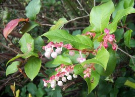 BStore 40 Seeds Salal Berry Gaultheria Shallon Pink White Flowers Blue Fruit Shr - £7.44 GBP