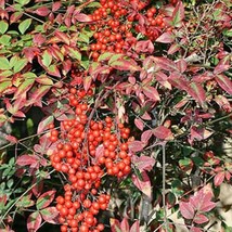 Nandina Domestica Sacred Heavenly Bamboo 10 Seeds Usa Fast Shipping - £14.50 GBP