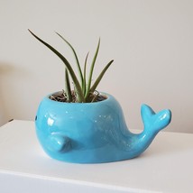 Whale Planter with Air Plant, live plant, 6&quot; blue ceramic animal planter - £18.37 GBP