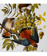 1979 American Kestrel Sparrow Hawk Color Plate Print Audubon Birds Ameri... - $559.30 MXN