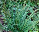 15 Christmas Ferns Polystichum Acrostichoides Bare Root Wildflower Nativ... - €26,19 EUR