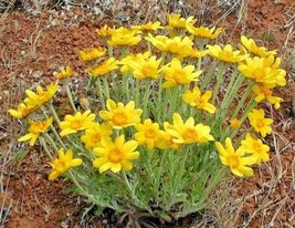 300+Oregon Sunshine Seeds Wooley Sunflower Native Wildflower Drought Poo... - £7.23 GBP