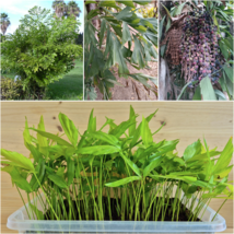 Caryota Mitis Seedlings 10-100 Units Fishtail Palm Tree Fast Growing Hou... - $16.43+