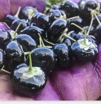 SEPTH 50+ Black Goji Berry Seeds (Lycium ruthenicum) Himalayan Black Wol... - $5.61