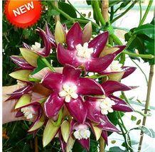 Bonsai Seeds Hoya Orchid Hoya Carnosa Plant Orchid Flower Flores Series ... - £8.63 GBP