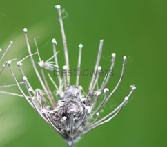 A Unusual Past Weed - 8x10 Unframed Photograph - $323.54 MXN