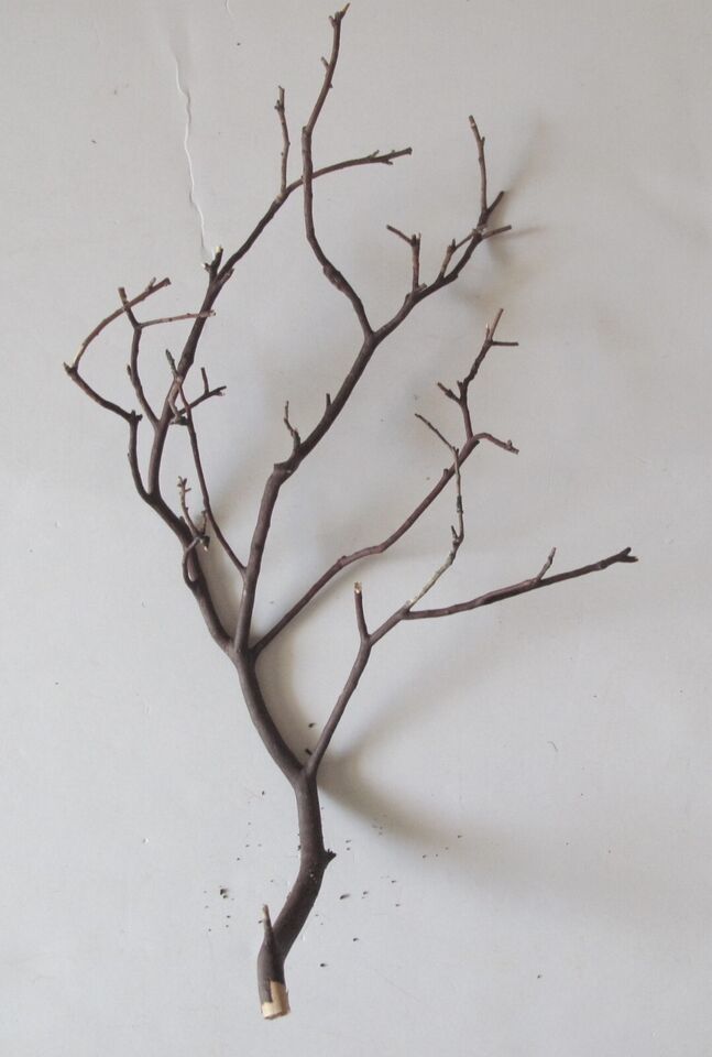 Natural Red Manzanita Branch/Tree Decor 8 in Tall - $8.27