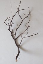 Natural Red Manzanita Branch/Tree Decor 8 in Tall - £6.61 GBP