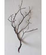 Natural Red Manzanita Branch/Tree Decor 8 in Tall - $8.27