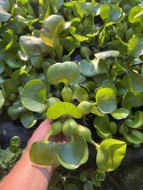 (8) Water Hyacinth Koi Pond Floating Plants Shade Filter Algae LARGE 6” - $41.61
