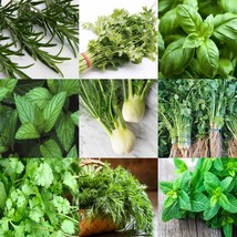 Fresh USA Seller Select from 50 Kinds of Herb Seeds - $5.32