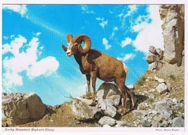 Postcard Animal Rocky Mountain Bighorn Sheep - $3.95