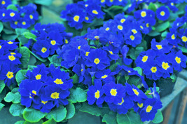 15 Accord Blue English Primrose Primula Vulgaris Shade Houseplant Flower Seeds - £5.18 GBP