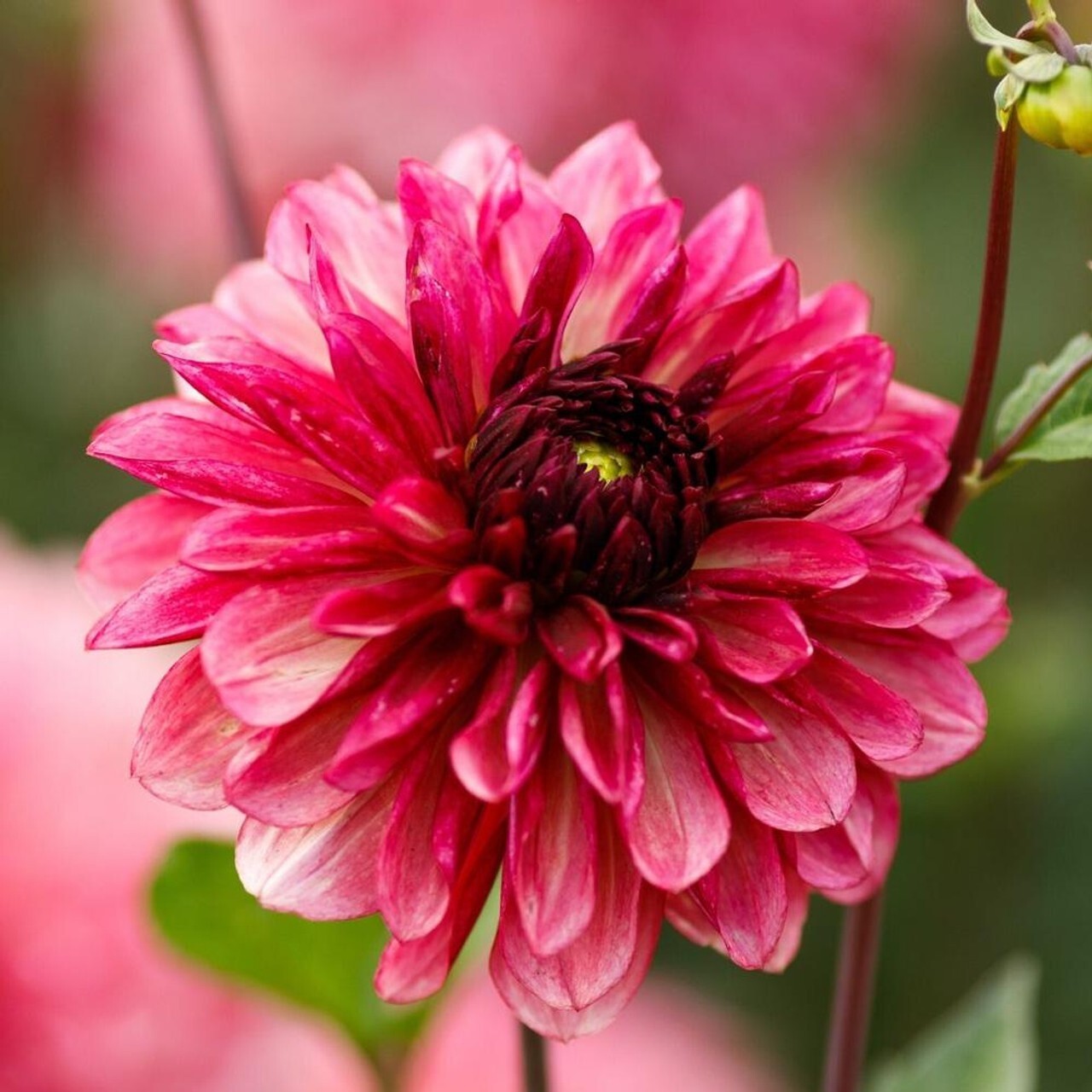 25 Bacardi Dahlia Seeds Flower Perennial Flowers Seeds Flowering Fresh G... - $8.98