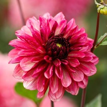 25 Bacardi Dahlia Seeds Flower Perennial Flowers Seeds Flowering Fresh G... - $8.98