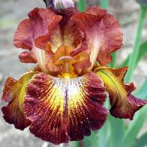 3 bulbs Bearded Iris Paprika Fono Plant, Flower Plant Houseplant Outdoor... - $44.74